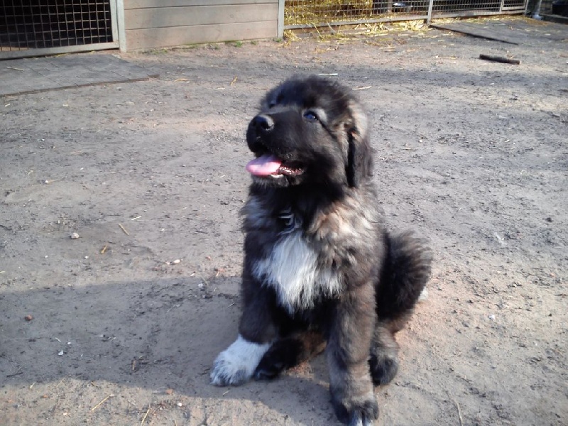 chiot Berger du Caucase du chemin de l'aigle