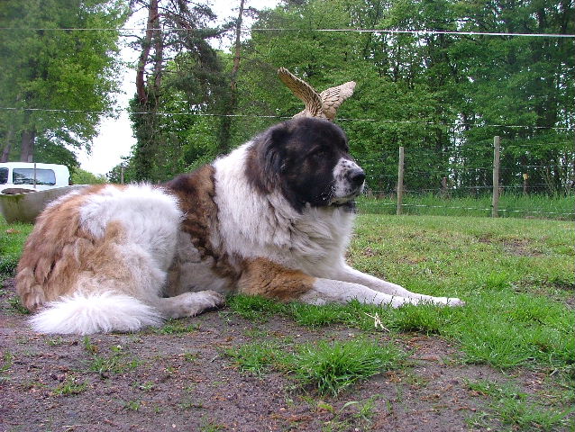Cesar (Sans Affixe)